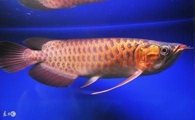 養金龍魚為什么要單數（養金龍魚為什么要選擇單數？）
