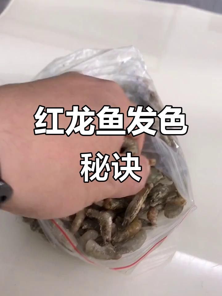 蝦類食物如何處理才能喂龍魚