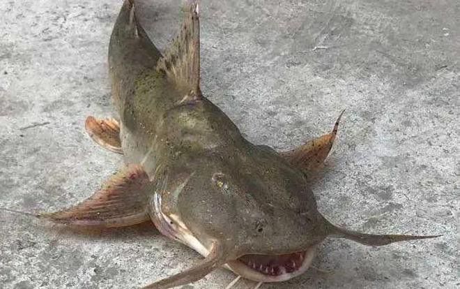 瀾滄江龍魚價(jià)格行情