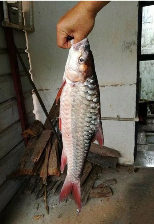 瀾滄江龍魚價(jià)格行情