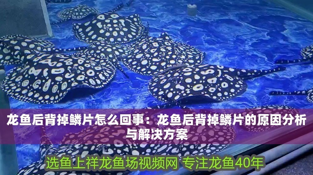 龍魚(yú)后背掉鱗片怎么回事：龍魚(yú)后背掉鱗片的原因分析與解決方案