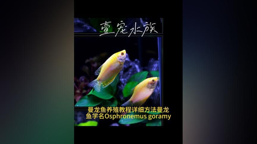 觀賞魚曼龍魚怎么養（曼龍魚怎么養曼龍魚飼養方法）