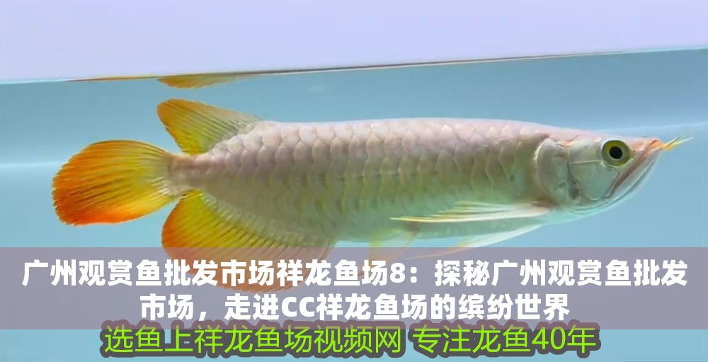 廣州觀賞魚批發市場祥龍魚場8：探秘廣州觀賞魚批發市場，走進CC祥龍魚場的繽紛世界