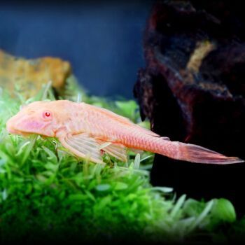 龍魚最小的魚苗：龍魚市場價格一般多少？