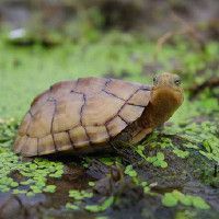 龍龜放魚缸的害處