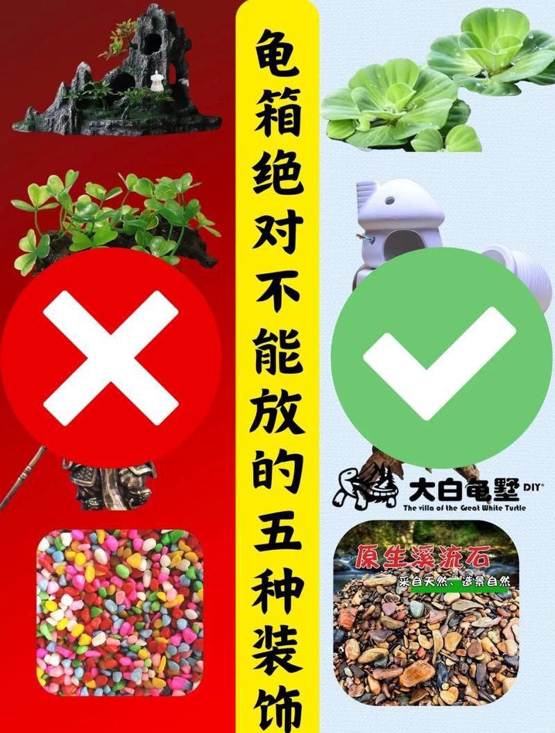 龍龜放魚缸的害處