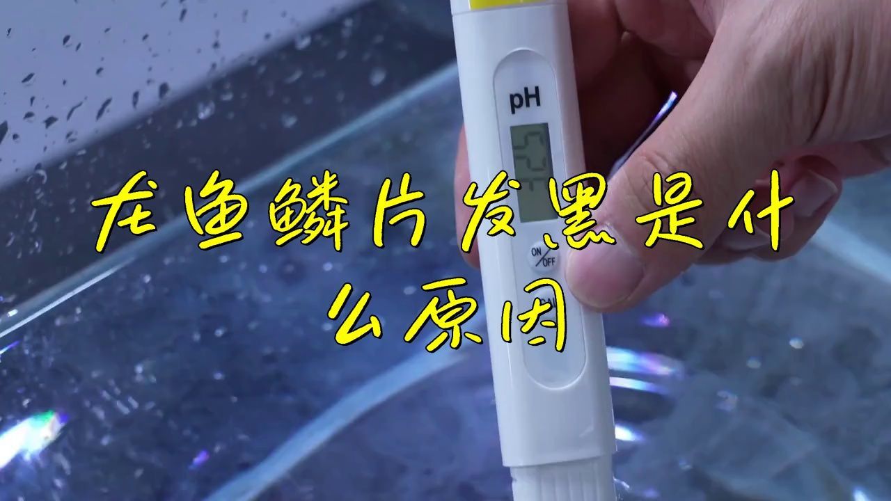 龍魚鱗片發(fā)黑會影響其壽命嗎？