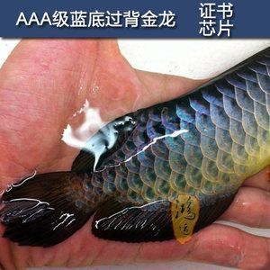 金龍魚藍底：金龍魚藍底市場價格波動因素