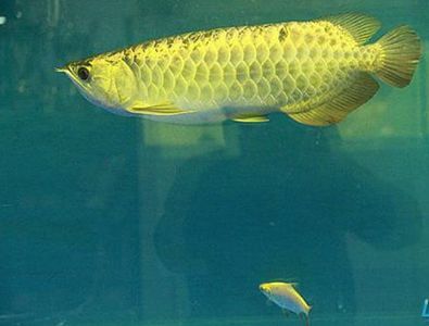 龍魚(yú)用什么濾材好：養(yǎng)殖龍魚(yú)時(shí)