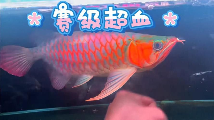 紅龍魚品牌等級分類表最新消息圖片
