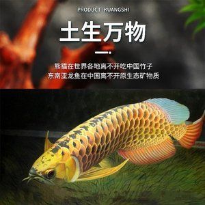 龍魚掉眼怎么看出來是活的：如何判斷龍魚是否掉眼