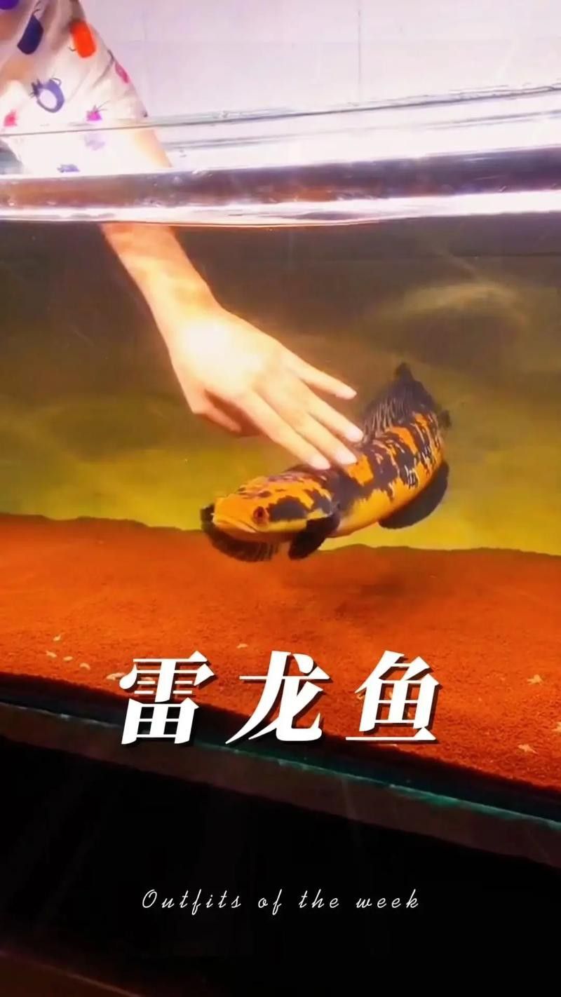 彩虹雷龍魚價格表和圖片