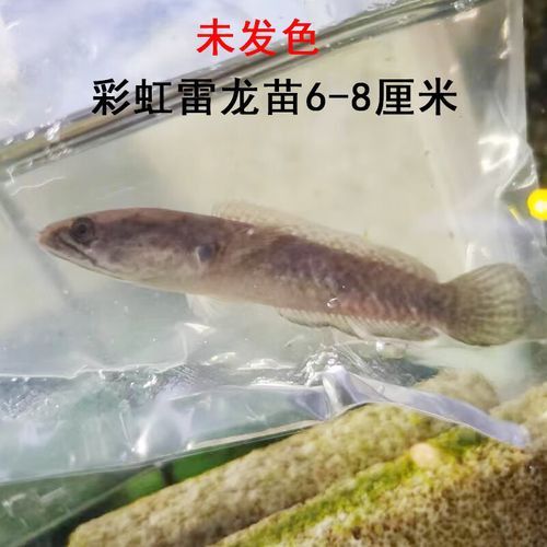 彩虹雷龍魚價格表和圖片