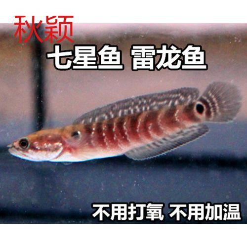 彩虹雷龍魚價格表和圖片