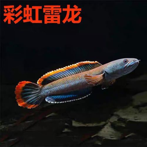 彩虹雷龍魚價格表和圖片