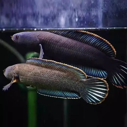彩虹雷龍魚價格表和圖片