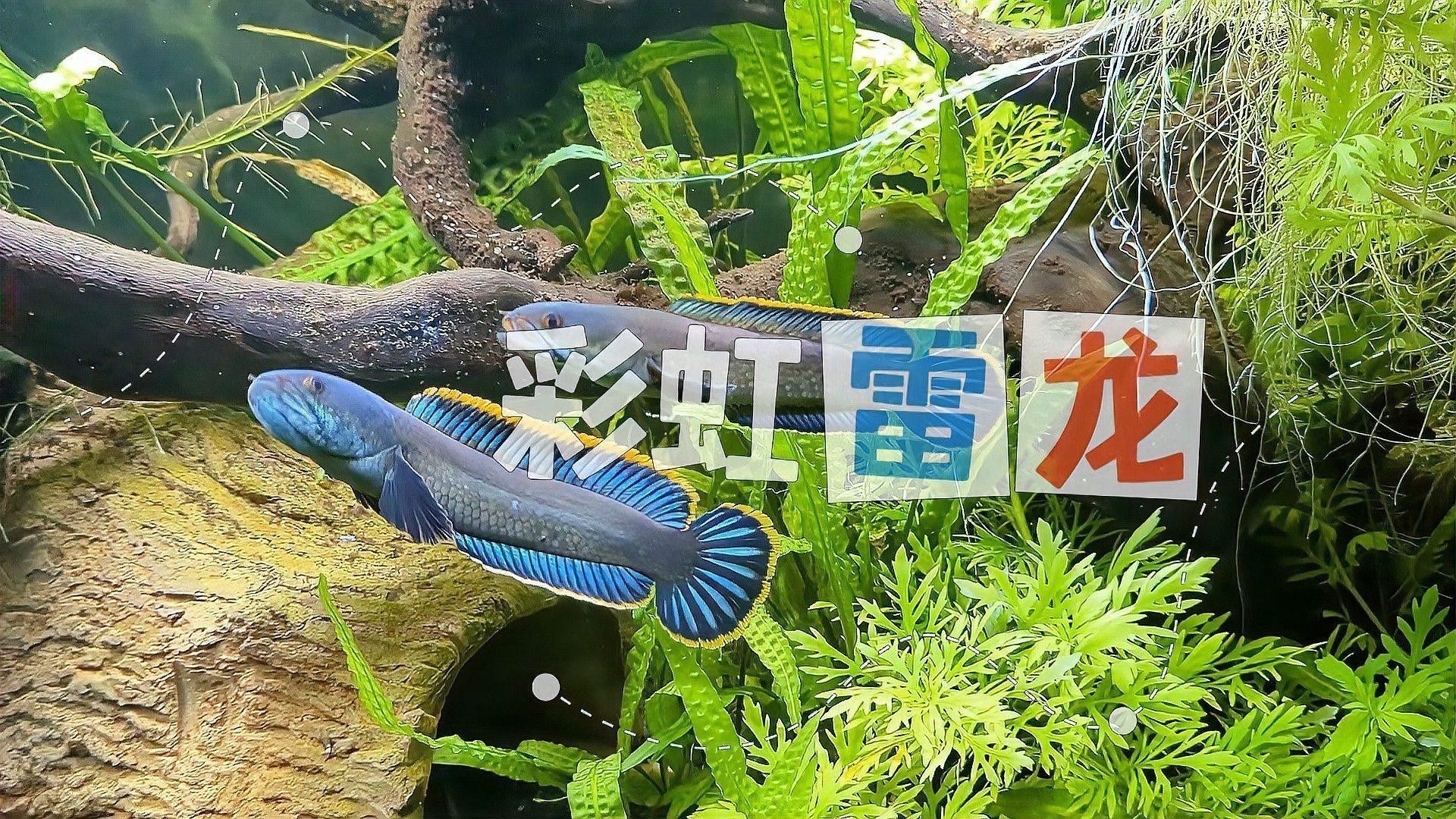 彩虹雷龍魚價格表和圖片