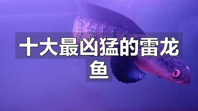 同品種雷龍魚養一起會打架嗎