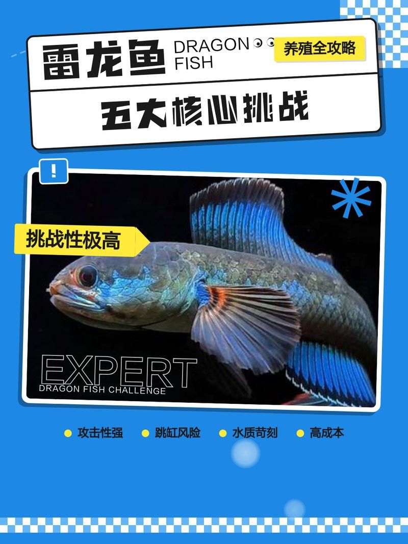同品種雷龍魚養一起會打架嗎