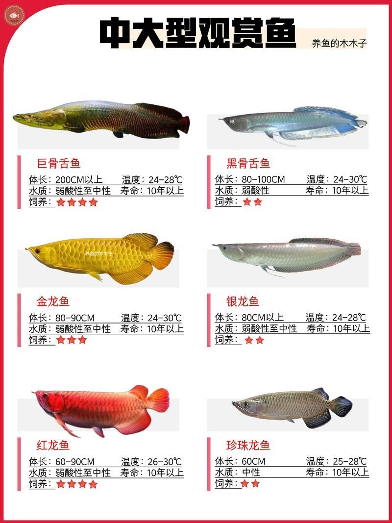 龍魚和帝王三間能混養嗎圖片大全
