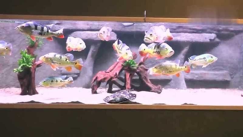 龍魚和帝王三間能混養嗎圖片大全