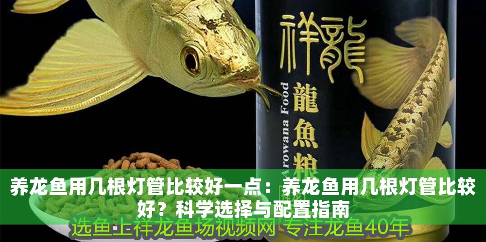 養龍魚用幾根燈管比較好一點：養龍魚用幾根燈管比較好？科學選擇與配置指南