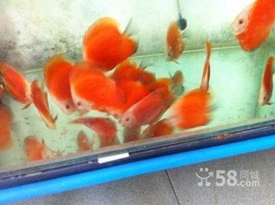 西安觀賞魚批發(fā)市場，西安水族市場特色品種