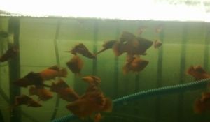 西安觀賞魚批發(fā)市場，西安水族市場特色品種