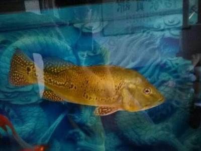 西安觀賞魚批發(fā)市場，西安水族市場特色品種