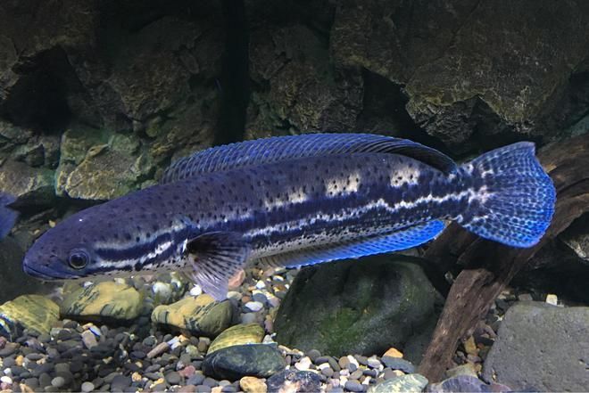 養雷龍魚用什么過濾器最好：養雷龍魚用什么過濾器好