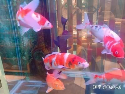 家里養(yǎng)什么龍魚招財最好風(fēng)水（養(yǎng)龍魚有什么講究，家里招財適合養(yǎng)什么風(fēng)水魚？）