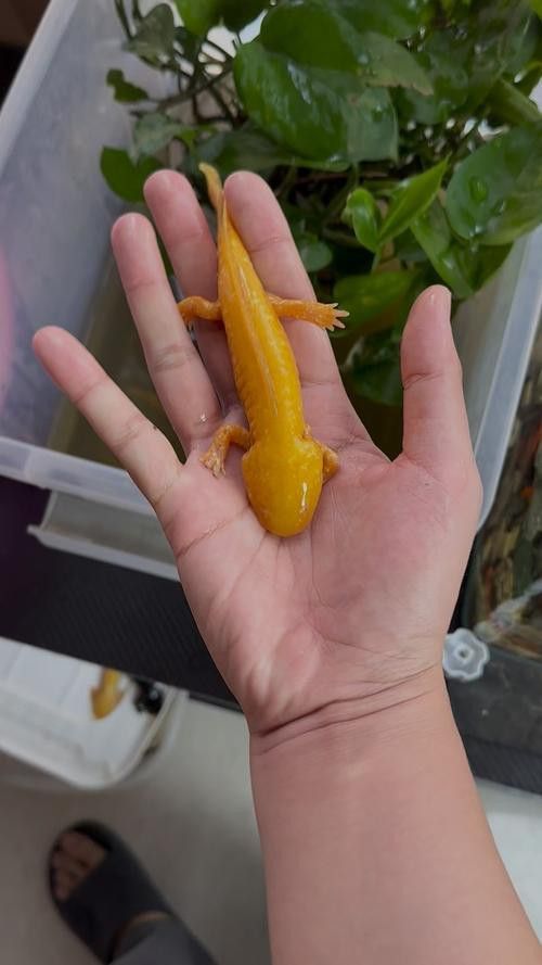 成年六角龍魚圖片