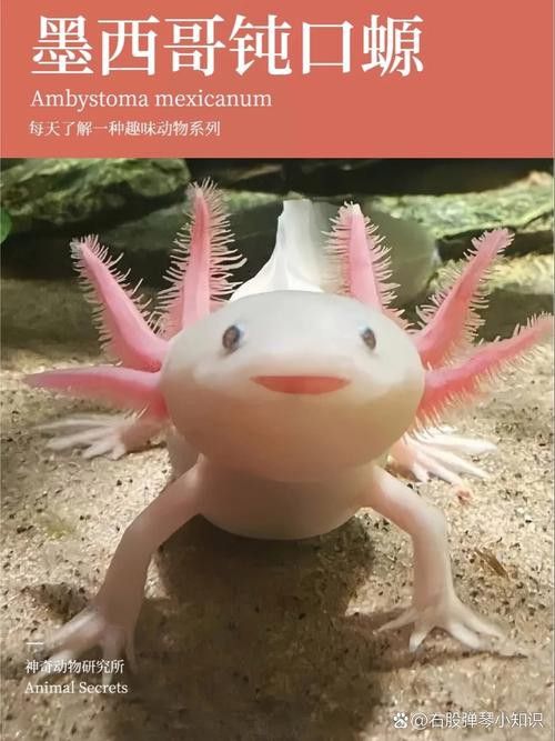 成年六角龍魚圖片