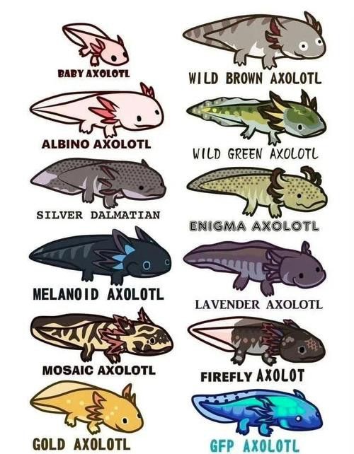 成年六角龍魚圖片