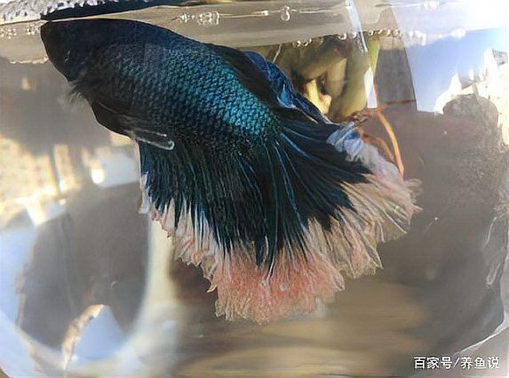 龍魚燒尾會自愈嗎？