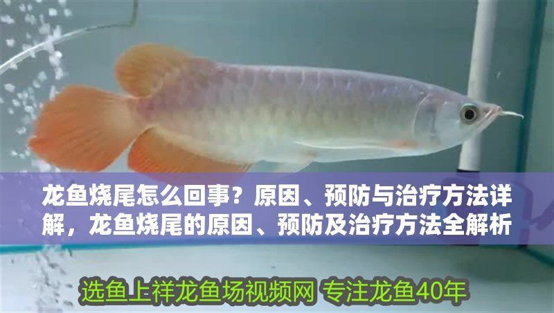 龍魚燒尾會自愈嗎？