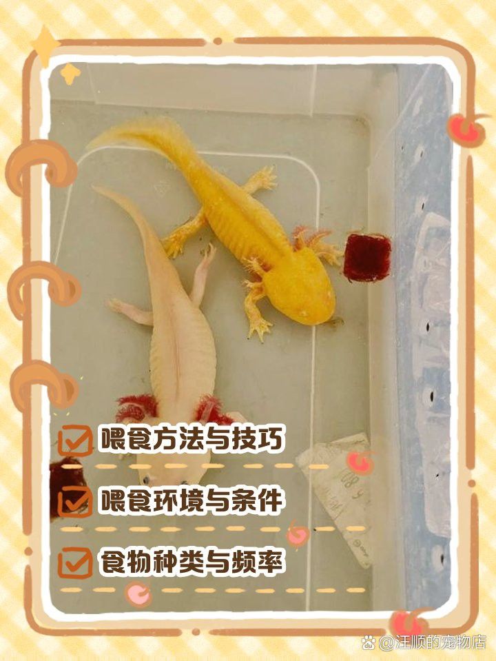 如何訓(xùn)練六角恐龍從鑷子取食？
