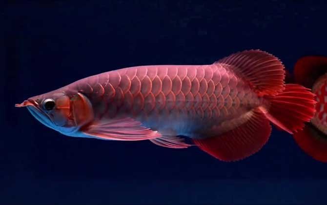 金龍魚水溫多少度合適釣魚呢