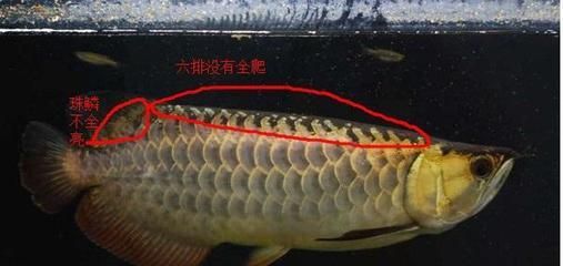 龍魚為什么追虎魚不追其他魚呢（為什么龍魚追虎魚而不追其他魚？）