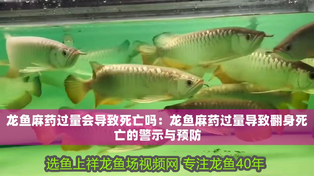 龍魚麻藥過量會導致死亡嗎：龍魚麻藥過量導致翻身死亡的警示與預防