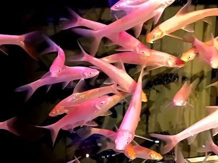 白化招財龍魚