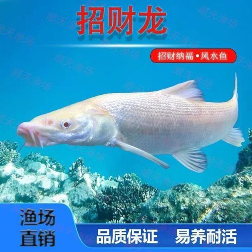 白化招財龍魚