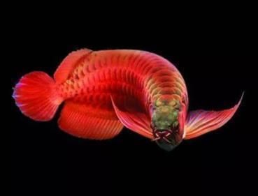 龍魚尾巴分叉什么原因（龍魚尾巴分叉是一個(gè)常見的問題可能由多種因素引起）