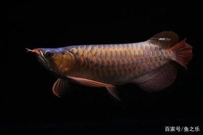 龍魚(yú)多久能長(zhǎng)大：龍魚(yú)的成長(zhǎng)周期受到多種因素影響，龍魚(yú)多久能長(zhǎng)大
