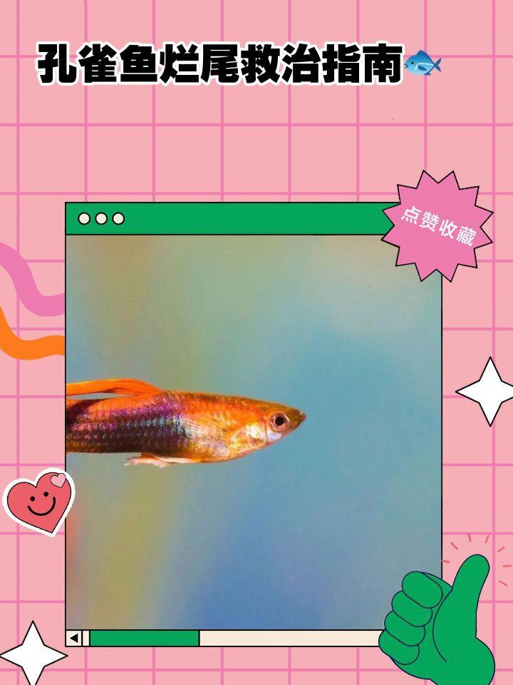 如何判斷魚爛尾是否好轉？