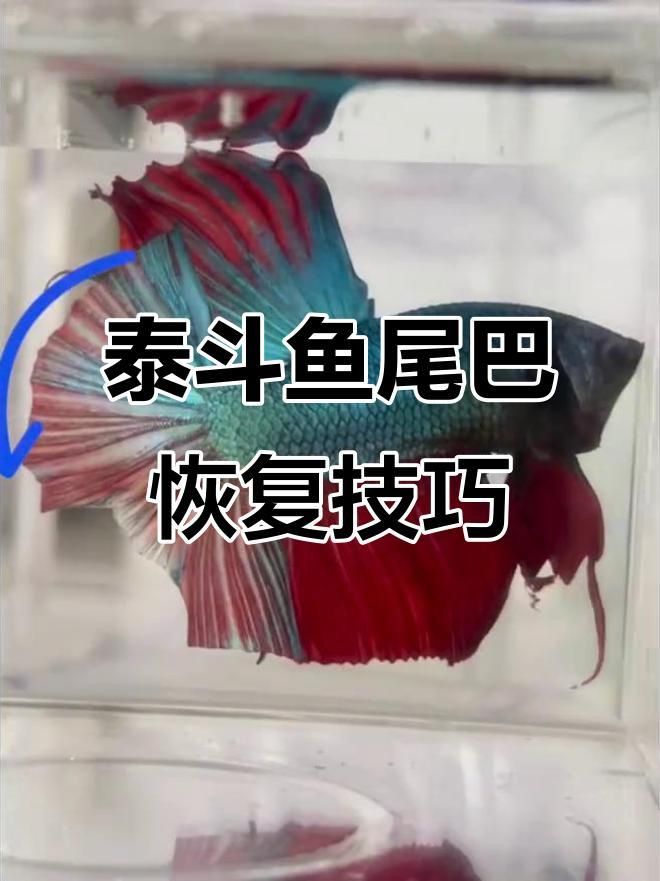 如何判斷魚爛尾是否好轉？