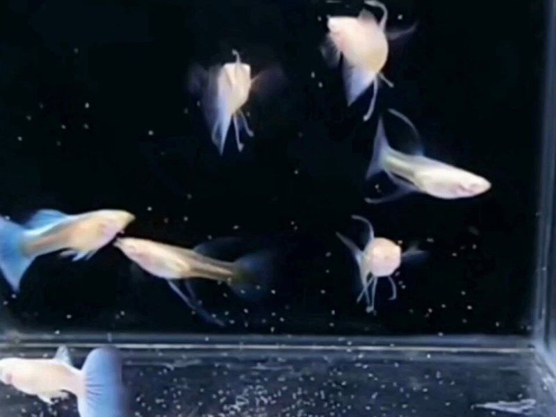 金龍魚頭朝下怎么治療