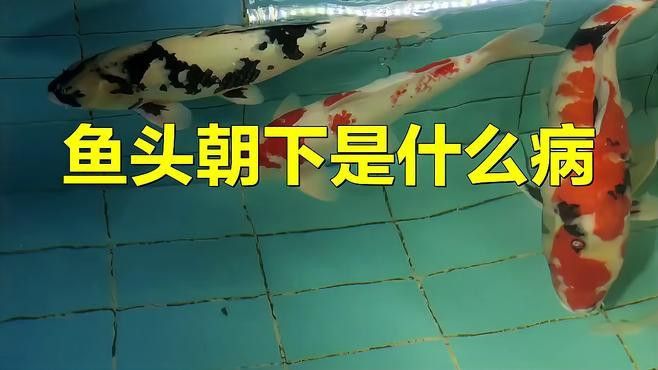 金龍魚(yú)頭朝下怎么治療