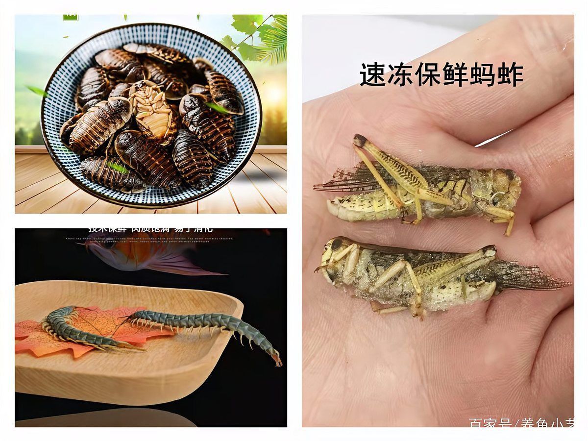 過背金龍珠鱗食物選擇