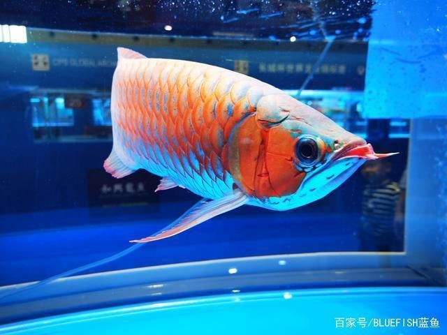 紅龍魚怎么喂長得寬大,關于紅龍魚飼養的建議